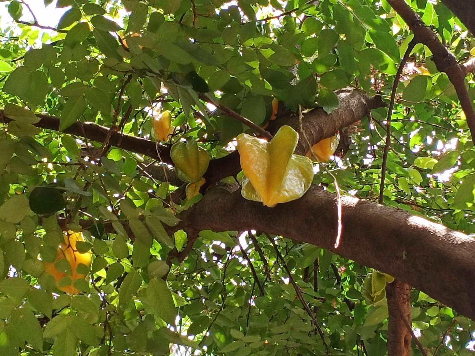 Kamaranga-Star Fruit-1